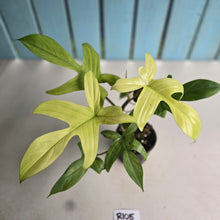 Load image into Gallery viewer, #R105 Philodendron Florida Ghost