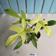 Load image into Gallery viewer, #R105 Philodendron Florida Ghost