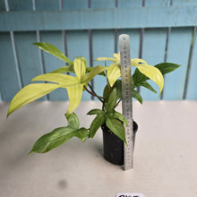 Load image into Gallery viewer, #R105 Philodendron Florida Ghost