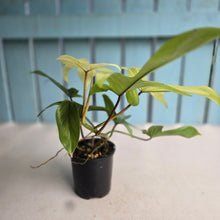 Load image into Gallery viewer, #R105 Philodendron Florida Ghost