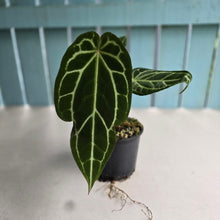 Load image into Gallery viewer, #R30 Anthurium Crystallinum x