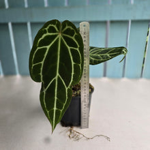 Load image into Gallery viewer, #R30 Anthurium Crystallinum x