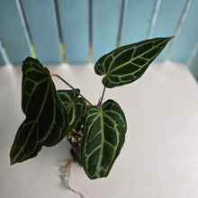 Load image into Gallery viewer, #R30 Anthurium Crystallinum x