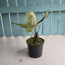 Load image into Gallery viewer, #R30 Anthurium Crystallinum x