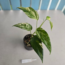 Load image into Gallery viewer, #R1 Variegated Epipremnum Pinnatum