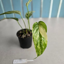 Load image into Gallery viewer, #R1 Variegated Epipremnum Pinnatum