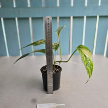 Load image into Gallery viewer, #R1 Variegated Epipremnum Pinnatum