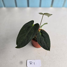 Load image into Gallery viewer, #R1 Anthurium (Papillilaminum x Black Sensation) x