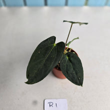 Load image into Gallery viewer, #R1 Anthurium (Papillilaminum x Black Sensation) x