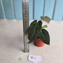 Load image into Gallery viewer, #R1 Anthurium (Papillilaminum x Black Sensation) x