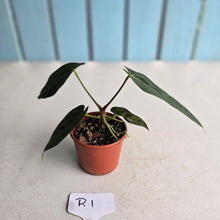 Load image into Gallery viewer, #R1 Anthurium (Papillilaminum x Black Sensation) x