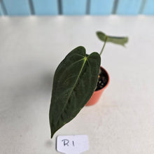Load image into Gallery viewer, #R1 Anthurium (Papillilaminum x Black Sensation) x