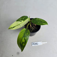 Load image into Gallery viewer, #RD10 Philodendron Jose Buono