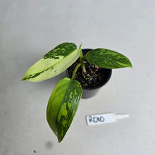 Load image into Gallery viewer, #RD10 Philodendron Jose Buono
