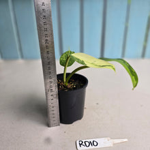 Load image into Gallery viewer, #RD10 Philodendron Jose Buono