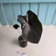 Load image into Gallery viewer, #RD47 Colocasia Black Coral