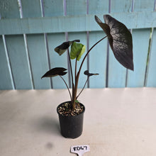 Load image into Gallery viewer, #RD47 Colocasia Black Coral