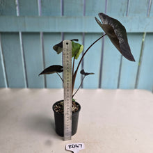 Load image into Gallery viewer, #RD47 Colocasia Black Coral