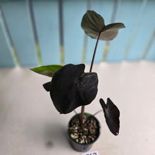 Load image into Gallery viewer, #RD47 Colocasia Black Coral