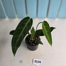 Load image into Gallery viewer, #RD48 Anthurium Warocqueanum