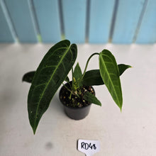 Load image into Gallery viewer, #RD48 Anthurium Warocqueanum