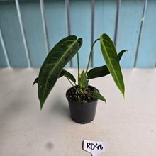 Load image into Gallery viewer, #RD48 Anthurium Warocqueanum