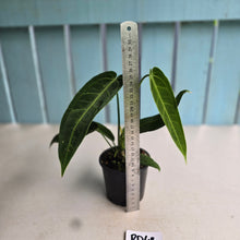 Load image into Gallery viewer, #RD48 Anthurium Warocqueanum