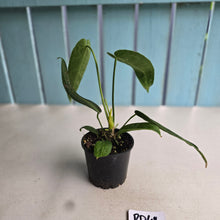 Load image into Gallery viewer, #RD48 Anthurium Warocqueanum
