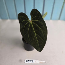 Load image into Gallery viewer, #RB22 Dark Anthurium NOID