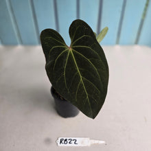 Load image into Gallery viewer, #RB22 Dark Anthurium NOID