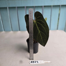 Load image into Gallery viewer, #RB22 Dark Anthurium NOID