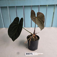 Load image into Gallery viewer, #RB22 Dark Anthurium NOID