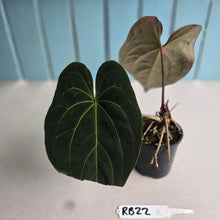 Load image into Gallery viewer, #RB22 Dark Anthurium NOID