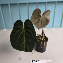 Load image into Gallery viewer, #RB22 Dark Anthurium NOID