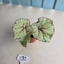 Load image into Gallery viewer, #H32 Begonia Unknown