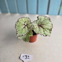 Load image into Gallery viewer, #H32 Begonia Unknown