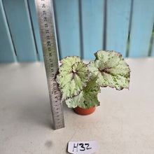 Load image into Gallery viewer, #H32 Begonia Unknown
