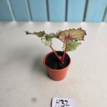 Load image into Gallery viewer, #H32 Begonia Unknown