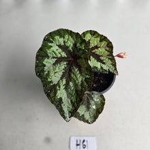 Load image into Gallery viewer, #H61 Begonia Silver Legend