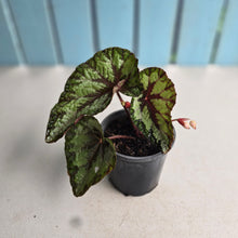 Load image into Gallery viewer, #H61 Begonia Silver Legend