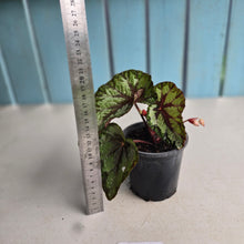 Load image into Gallery viewer, #H61 Begonia Silver Legend