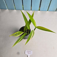 Load image into Gallery viewer, #P62 Variegated Epipremnum Amplissimum