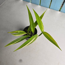 Load image into Gallery viewer, #P62 Variegated Epipremnum Amplissimum
