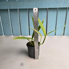 Load image into Gallery viewer, #P62 Variegated Epipremnum Amplissimum