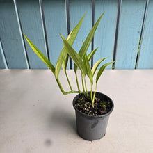 Load image into Gallery viewer, #P62 Variegated Epipremnum Amplissimum