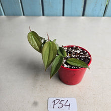 Load image into Gallery viewer, #P54 Philodendron Burle Marx Fantasy