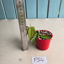 Load image into Gallery viewer, #P54 Philodendron Burle Marx Fantasy