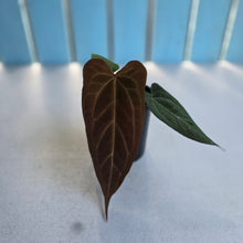 Load image into Gallery viewer, #RB14 Anthurium NOID