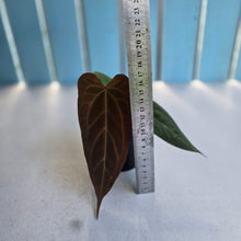 Load image into Gallery viewer, #RB14 Anthurium NOID