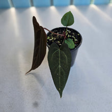 Load image into Gallery viewer, #RB14 Anthurium NOID